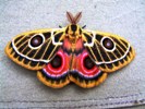 Beautiful Moth